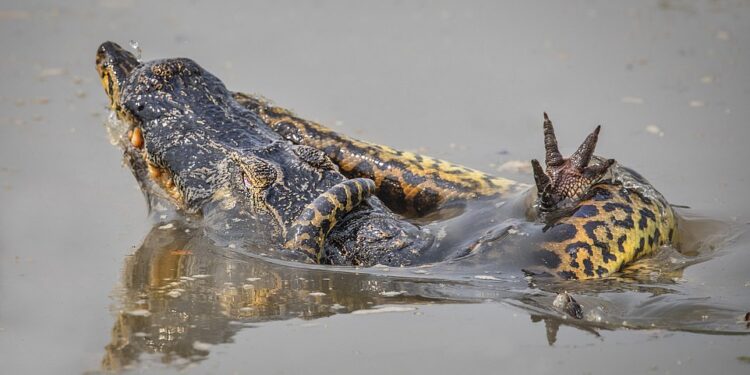 Чудо на болотах Амазонии: выжили среди крокодилов и анаконды