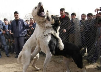 Lupte ilegale între câini, descoperite la Cimișlia: 70 de persoane și 30 de câini implicați