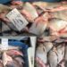Известный эколог Илья Тромбицкий бьёт тревогу в связи с нарушением закона о рыболовстве