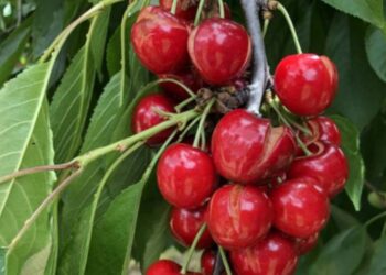 Pomicultorii cer stare de urgență în agricultură: Pierderi de peste 70% din recoltă și lipsa unui sprijin real din partea autorităților |VIDEO