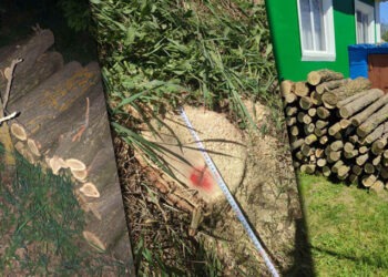 Tăiere ilegală de arbori în pădurea din Alexăndrești