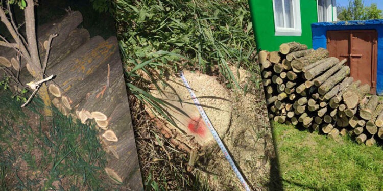 Tăiere ilegală de arbori în pădurea din Alexăndrești