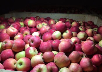 20 de tone de mere contaminate din Republica Moldova, oprite la intrarea în România