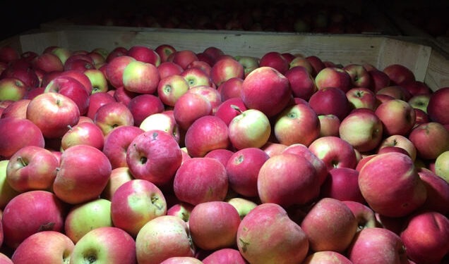 20 de tone de mere contaminate din Republica Moldova, oprite la intrarea în România