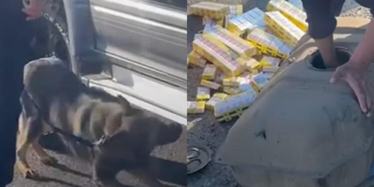 Contrabandă cu țigări, descoperită de câini la vama Cahul