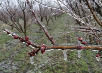 Livezi ruinate de înghețuri. Fermierii cer ajutor, Guvernul tace |VIDEO