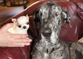 Întâlnire istorică între cei mai mici și cei mai mari câini din lume