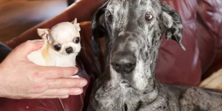 Întâlnire istorică între cei mai mici și cei mai mari câini din lume