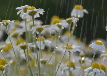 Luni – început de săptămână cu ploi