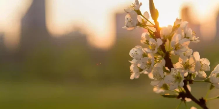 Înghețuri nocturne și ploi slabe în nordul țării