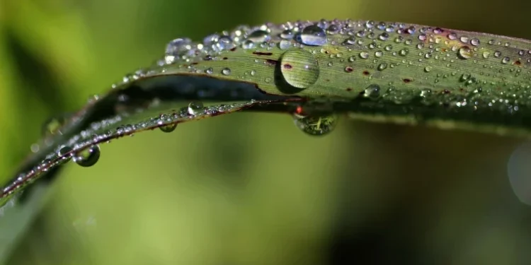Vreme schimbătoare cu ploi de scurtă durată
