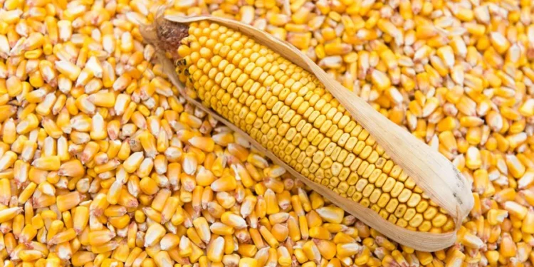 Кукуруза – аутсайдер экспорта зерновых из РМ
