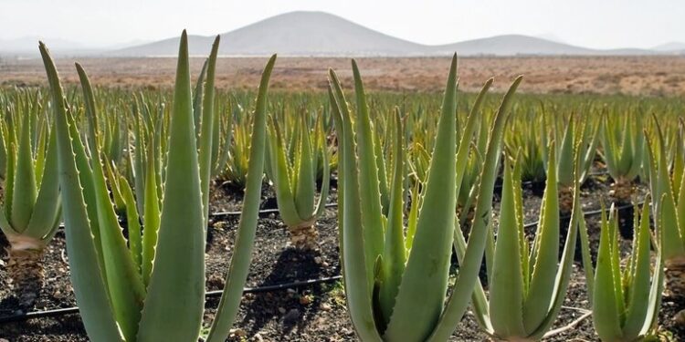 Viticultorii francezi planează aloe vera în locul viței de vie pentru a se adapta la secetă