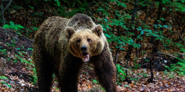 O femeie a fost mușcată de urs pe Transfăgărăşan. A fost emis mesaj RO-Alert