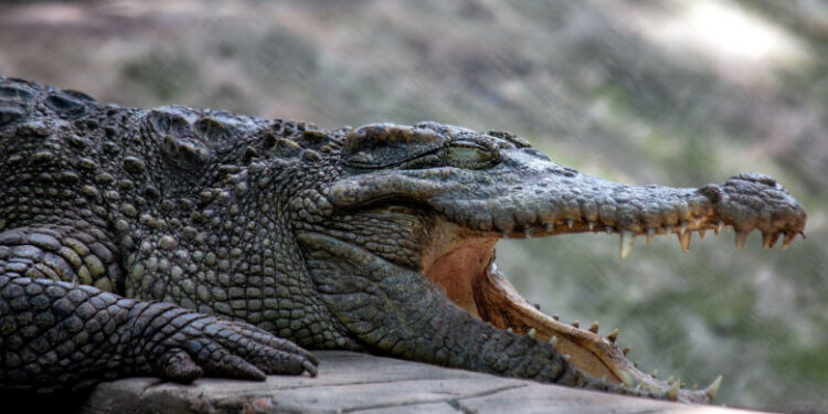 Un avion a aterizat de urgență în Bolivia. Supraviețuitorii au rămas blocați într-o mlaștină plină cu crocodili