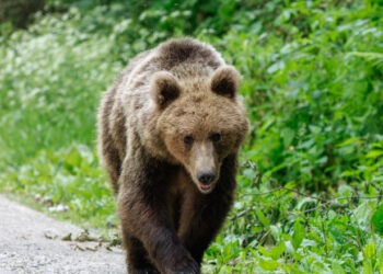 Alertă în Câmpina: un urs a fost văzut pe o stradă din oraș