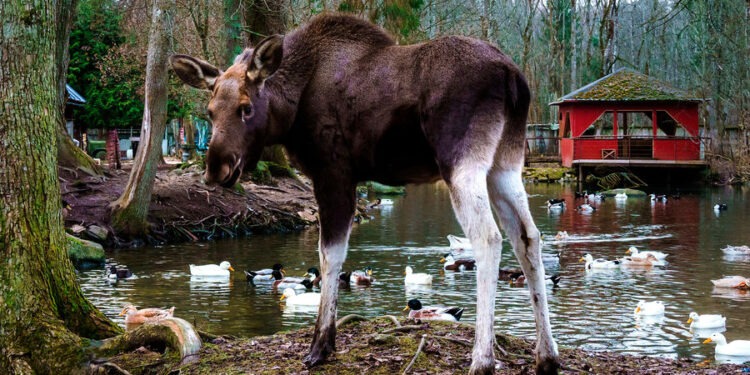 Огромный лось устроил забег по улицам Санкт-Петербурга