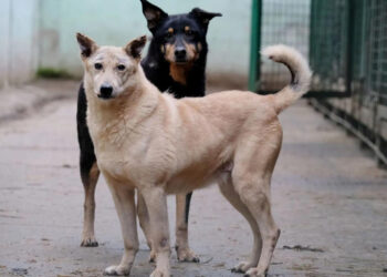 Voluntarii amenință că vor elibera toți câinii fără stăpân pe străzile Chișinăului din cauza ignorării problemei de către autorități