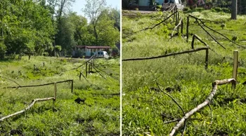 В Кишинёве вандалы срубили саженцы деревьев, посаженные несколько недель назад