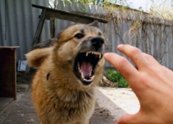 Criză de vaccin antirabic la Bălți: copil mușcat de câine așteaptă imunizarea de o săptămână |VIDEO