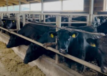 Percheziții la ANSA Nord: Grupare acuzată că falsifica acte pentru export ilegal de bovine