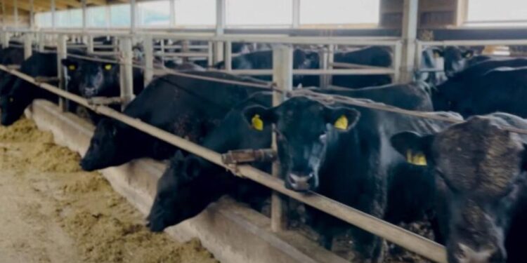 Percheziții la ANSA Nord: Grupare acuzată că falsifica acte pentru export ilegal de bovine