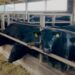 Percheziții la ANSA Nord: Grupare acuzată că falsifica acte pentru export ilegal de bovine