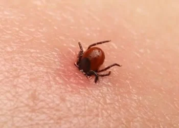 Creștere a cazurilor de boală Lyme și rujeolă în Chișinău