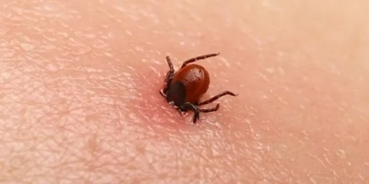 Creștere a cazurilor de boală Lyme și rujeolă în Chișinău