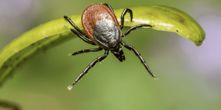 Spațiile verzi din Chișinău sunt tratate împotriva căpușelor
