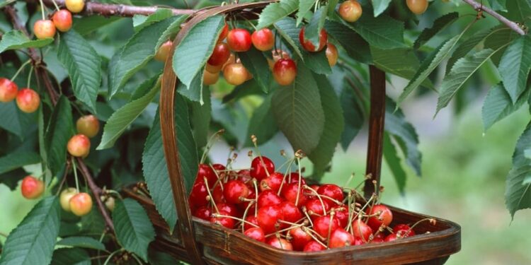 Заморозки бьют по урожаю, а цены на черешню по карману