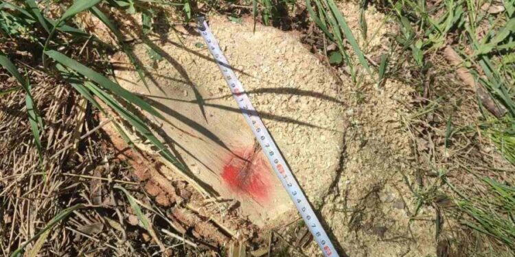 Tăieri ilegale de arbori, descoperite în raionul Rîșcani. Vinovații sunt căutați