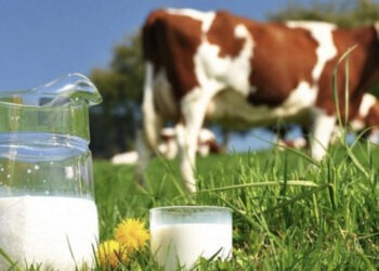 Criza lactatelor: Moldova rămâne fără propria producție și devine tot mai dependentă de importuri |VIDEO