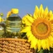 Probleme majore în industria uleiului de floarea-soarelui din Moldova: Exporturile la minim istoric, iar fabricile opresc producția |VIDEO