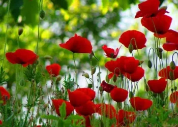 Pensionară din Soroca amendată pentru 127 de plante de mac descoperite în grădina sa