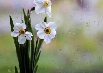 Prognoza meteo pentru 11 mai