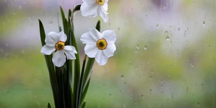 Prognoza meteo pentru 11 mai