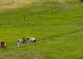 În satul Dubăsarii Vechi, numărul vacilor scade din cauza costurilor ridicate și a muncii grele