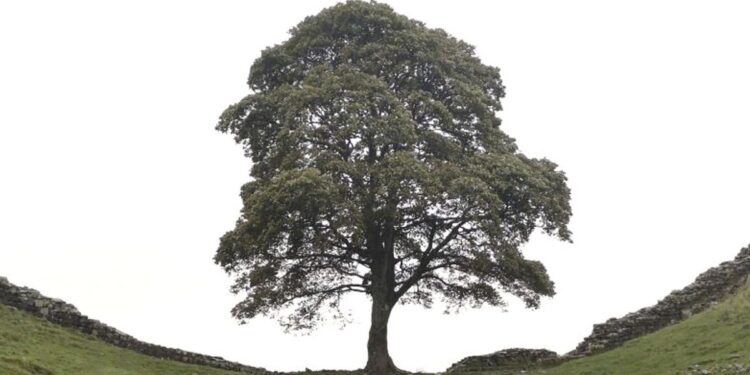 Двум британцам грозит до 10 лет тюрьмы за спил «дерева Робин Гуда»