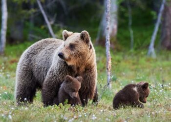 Un urs a fost văzut în orașul Mediaș. Locuitorii, alertați prin RO-ALERT