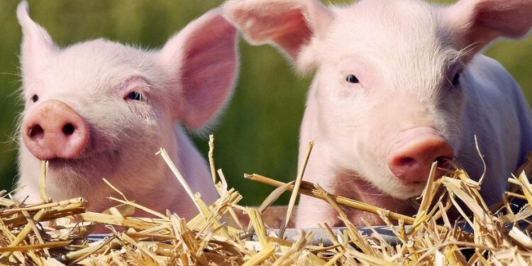 Новый очаг чумы свиней? в Дрокиевском районе проводятся профилактические меры