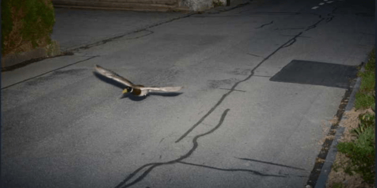 O rață „recidivistă” a fost surprinsă de radar în Elveția pentru depășirea vitezei