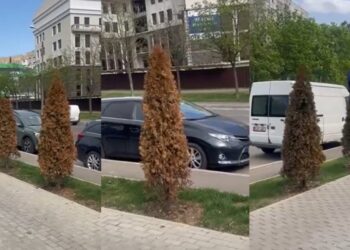 Vandalism verde în Chișinău: zece arbori de tuia, distruși chimic la Ciocana