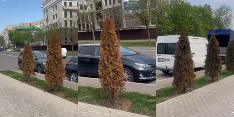 Vandalism verde în Chișinău: zece arbori de tuia, distruși chimic la Ciocana