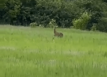 Căprioare surprinse lângă Chișinău