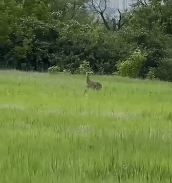 Căprioare surprinse lângă Chișinău