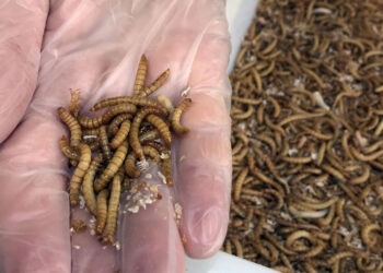 Минсельхоз предложил включить личинки мучного жука в список новых продуктов питания