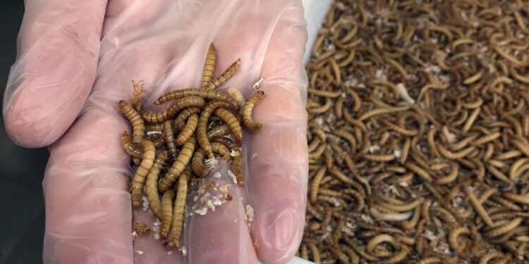 Минсельхоз предложил включить личинки мучного жука в список новых продуктов питания