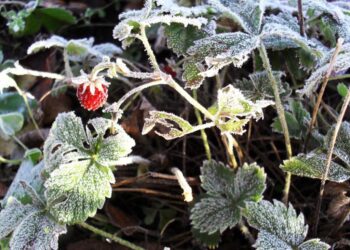 Производители фруктов, пострадавшие от заморозков, так и не получили помощь от государства | VIDEO