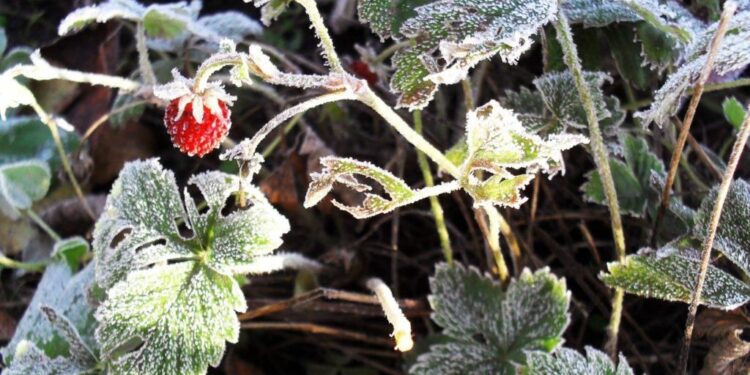 Производители фруктов, пострадавшие от заморозков, так и не получили помощь от государства | VIDEO